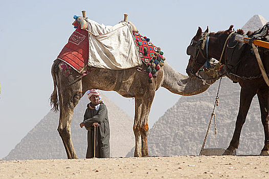 男人,骆驼,马,正面,金字塔,吉萨金字塔,埃及