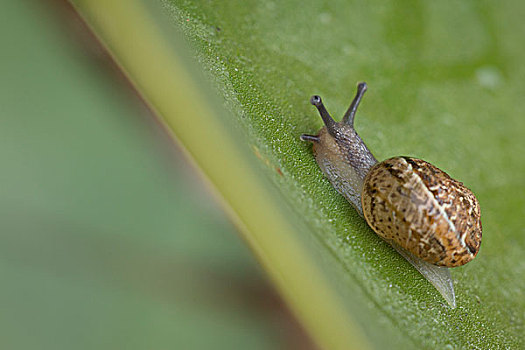 褐色,蜗牛,露珠,遮盖,叶子,南加州,加利福尼亚,害虫