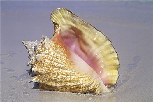 巴哈马,海螺壳
