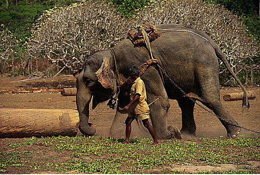男人,走,大象,训练,露营,安达曼群岛,印度