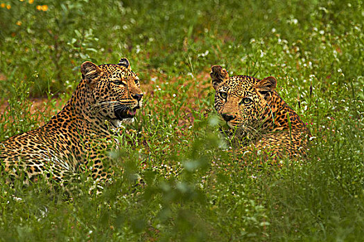 豹,克鲁格国家公园,南非