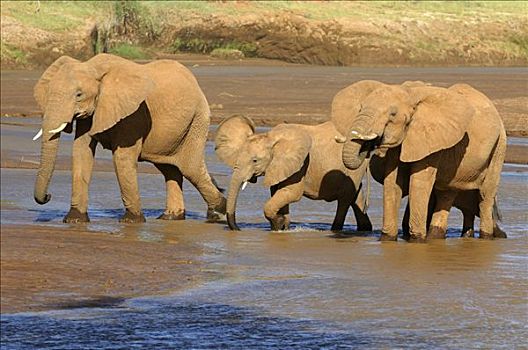 非洲,灌木,大象,非洲象,牧群,喝,萨布鲁国家公园,肯尼亚