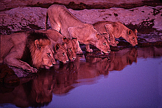 非洲,博茨瓦纳,乔贝国家公园,狮子,喝,水边,洞,萨维提,湿地,黎明