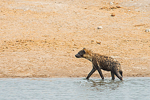 斑鬣狗,走,水,埃托沙国家公园,纳米比亚,非洲