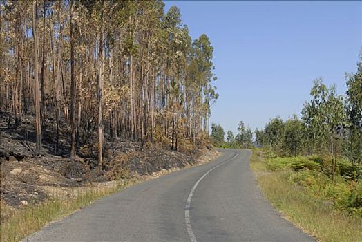 八月,2006年,森林火灾,加利西亚,西北地区,海岸,西班牙