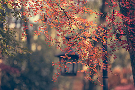 江南秋天的红叶,杭州西湖太子湾公园