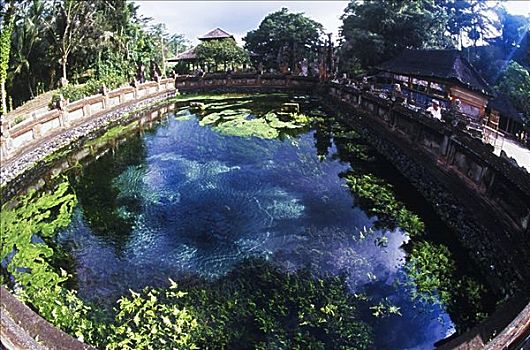 俯拍,水塘,巴厘岛,印度尼西亚