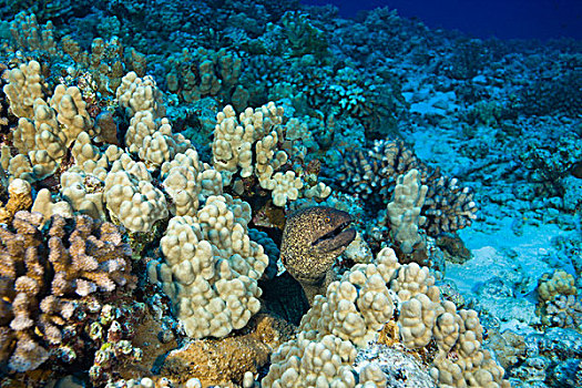 深潜,莫洛基尼岛,毛伊岛,夏威夷,美国