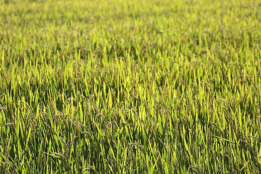 山东省日照市,数千亩水稻金浪翻滚,网友惊叹好一幅美丽乡村丰收画卷