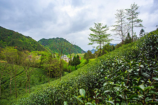 浙江,台州,天台县,龙溪乡,乡村,茶园,春茶,山坡,清明,绿茶