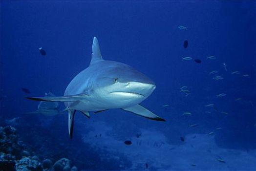 灰礁鲨,黑尾真鲨,游动,深海,环礁,马尔代夫,印度洋,亚洲
