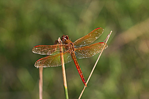 蜻蜓,蜻属,栖息,靠近,湿地