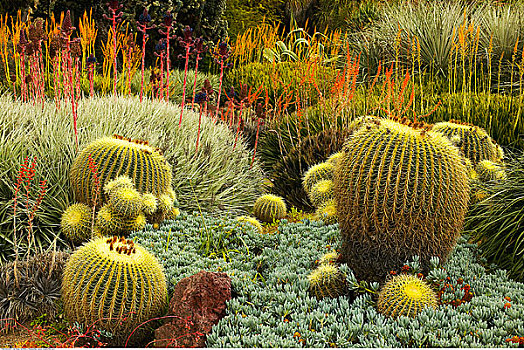 金色,圆桶掌,亨廷顿植物园,帕萨迪纳,加利福尼亚,美国