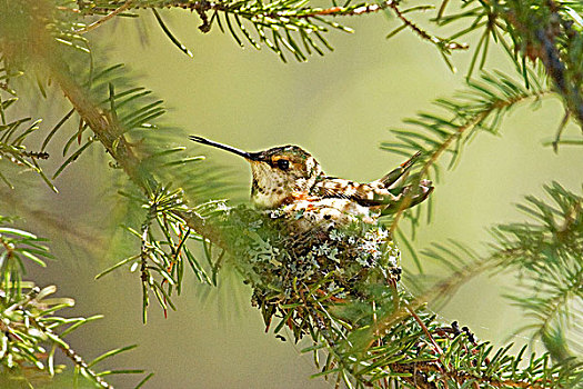 孵卵,雌性,蜂鸟,棕煌蜂鸟,落基山脉,碧玉国家公园,艾伯塔省,加拿大西部