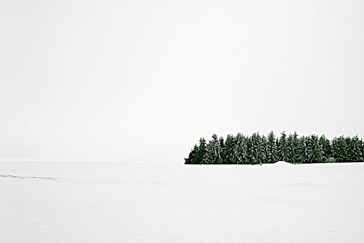 树林,雪中