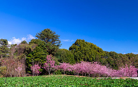 台湾樱花季,武陵农场千樱园,盛开的樱花