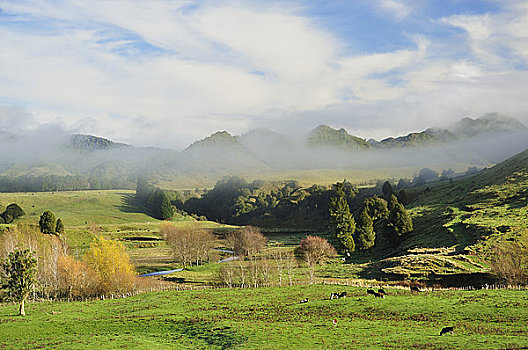 农田,靠近,北岛,新西兰