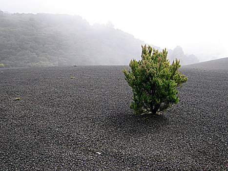 秃头,风景,灌木