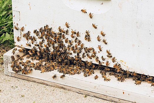 蜂蜜,产生,蜜蜂,蜜蜂科,户外,白色,涂绘,木质,蜂窝,蜂场,农场,魁北克,加拿大,北美