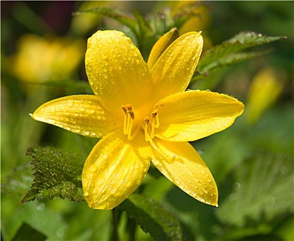 黄花菜,花,雨滴