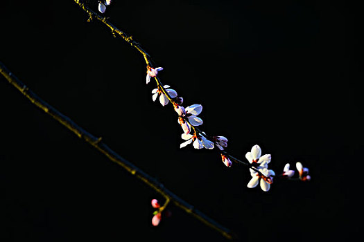 春天的花