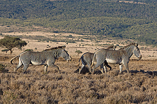 斑马,细纹斑马,地盘,动作,莱瓦野生动物保护区,北方,肯尼亚