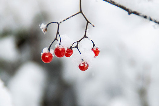 冰雪中的果实