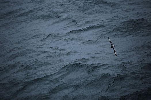 波涛汹涌中的南极海鸥