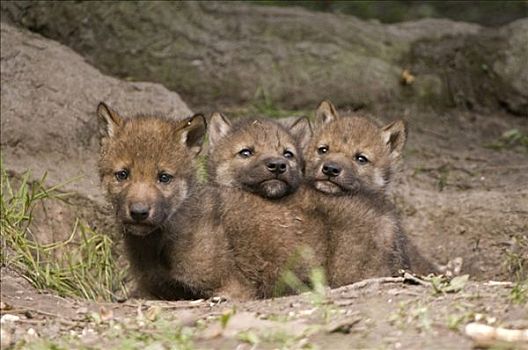 灰狼,狼,小动物,洞穴,动物园,北方,黑森州,德国