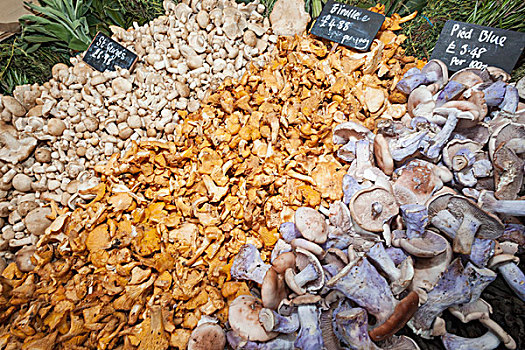 英格兰,伦敦,南华克,博罗市场,展示,蘑菇