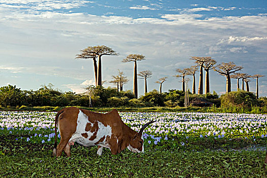 家牛,放牧,道路,猴面包树,穆龙达瓦,马达加斯加