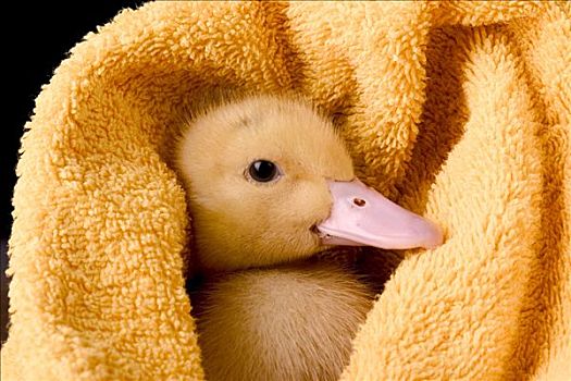 小鸭子,浴巾