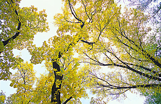 黄色,秋叶,树