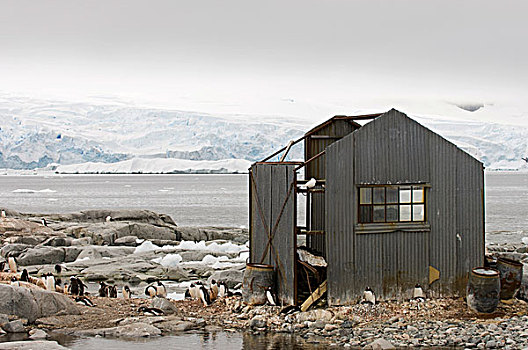 废弃,小屋,岛屿,雷麦瑞海峡,南极半岛,南极