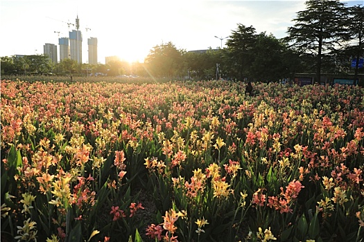 山东省日照市,湿地公园鲜花怒放,市民前来打卡络绎不绝