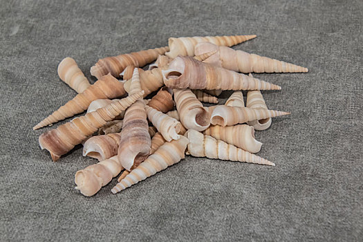 海洋生物软体动物门锥螺装饰品