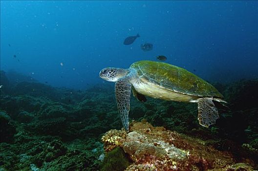 绿海龟,龟类,游泳,靠近,海洋,仰视,北方,岛屿,澳大利亚