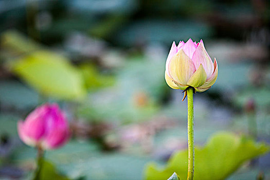 荷花,荷花池