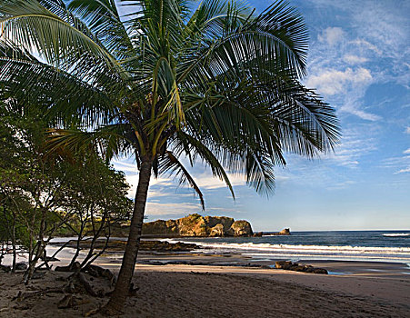 棕榈树,线条,海滩,哥斯达黎加