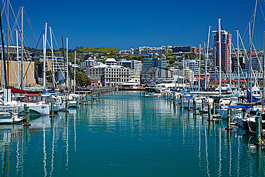 游艇,码头,中央商务区,惠灵顿,北岛,新西兰