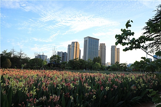 山东省日照市,湿地公园鲜花怒放,市民前来打卡络绎不绝