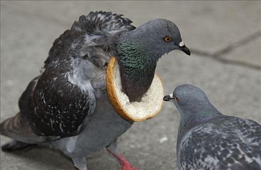 石头,鸽子,两个,一个,面包,颈部
