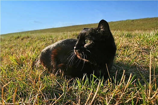 黑猫,草丛,牧场