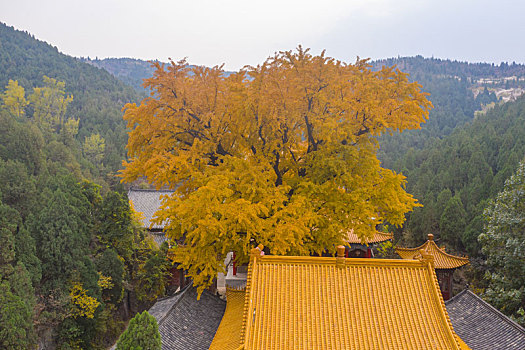 航拍济南淌豆寺的千年银杏