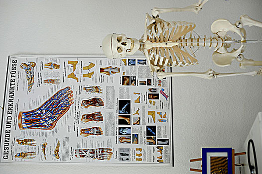 骨骼,人,海报,健康,疾病,脚,疗法,房间