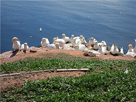 饲养,海鸟,岛屿,赫尔戈兰岛