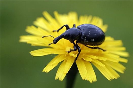象鼻虫,秋天,白色,喀尔巴阡山脉地区,防护,风景,区域,斯洛伐克,欧洲