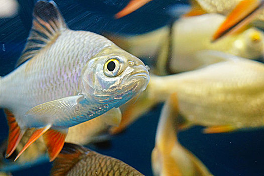 双线鲫鱼在水族馆