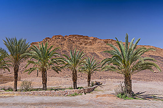 棕榈树,正面,瓦地伦,游人,中心,约旦