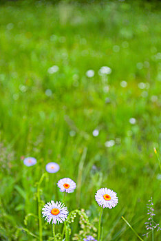 草地上的小雏菊